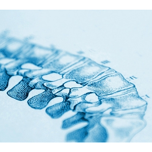 Close-up blue-toned anatomical illustration of human lumbar vertebrae showing vertebral bodies and intervertebral joints.
